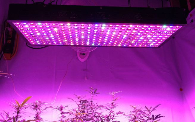 LED Grow Lights - How to Grow Marijuana