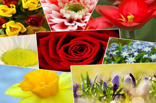 Beautiful flowers names and pictures