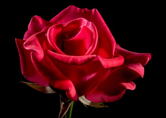 Rose Flower Photo