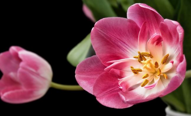 Tulip Flower Information