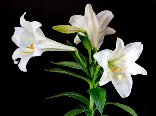 Lilies flower images