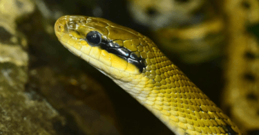 The World's Deadliest and Venomous Snakes