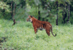 Wildlife of Karnataka