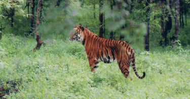 Wildlife of Karnataka