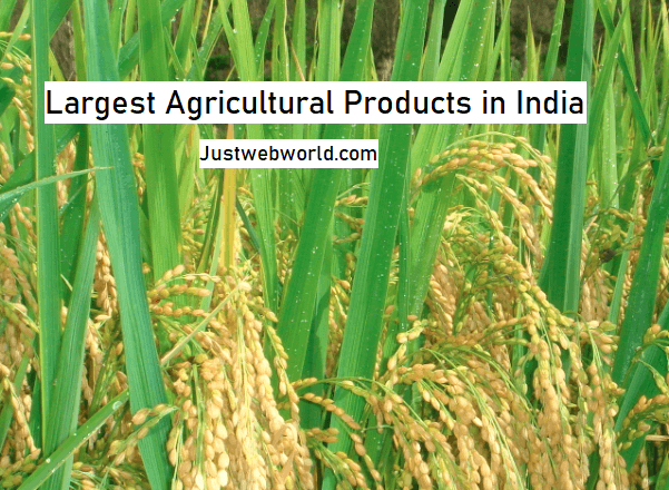 Top Agricultural Products of India