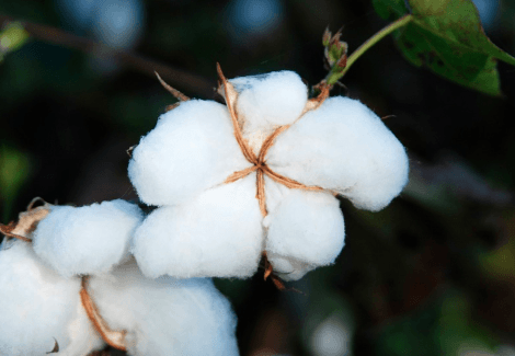 Cotton - Fiber