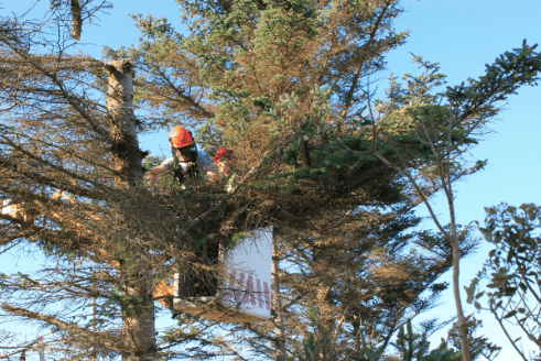 Professional Pruning Tips