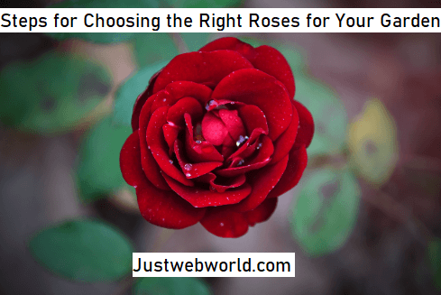 Choose the Right Roses for Your Garden