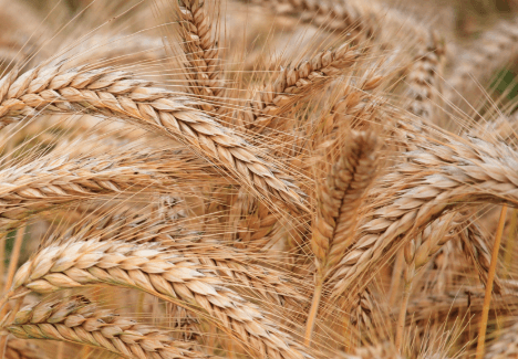 Wheat - Plants