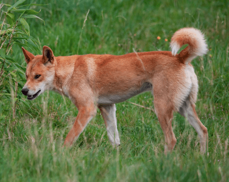 Dingo Animal