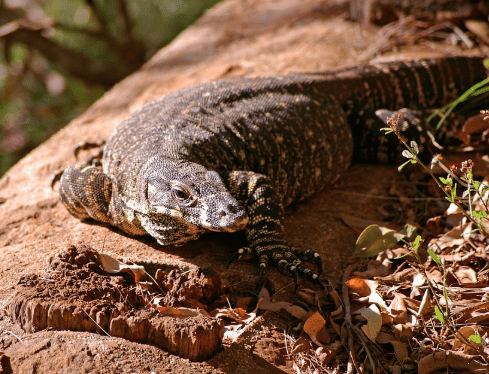 Goanna - Reptile