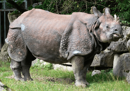 Indian Rhinoceros 