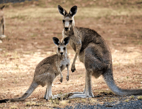 Kangaroo - Animal