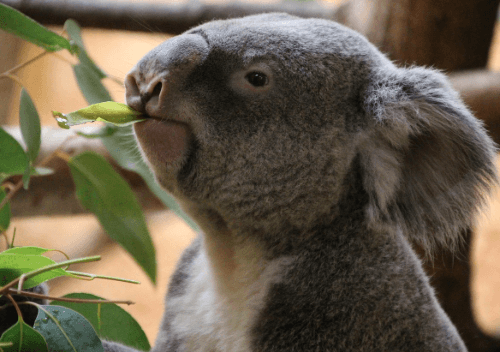 Koala - Animal