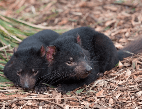 Tasmanian devil - Animal