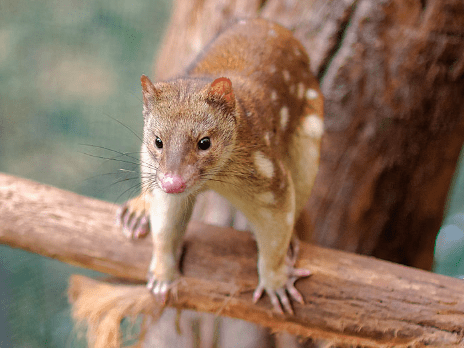Tiger quoll - Animal