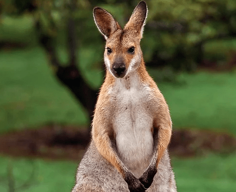 Wallaby - Animal