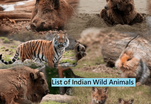 Top 10 Best Known Unique Wild Animals In India - Just Web World