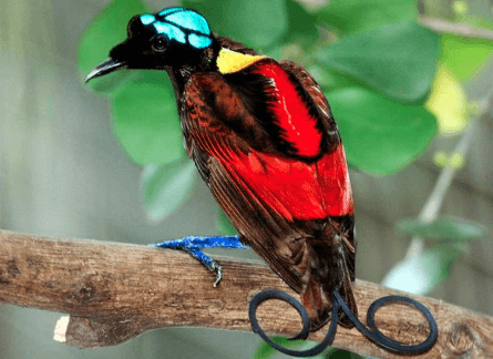 Wilson's bird-of-paradise