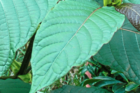 Kratom - Plants
