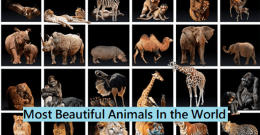 World's Most Beautiful Animals