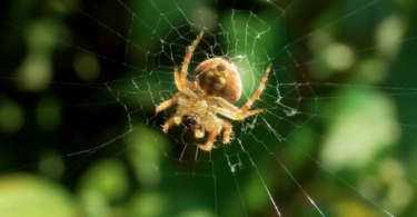 Most Common House Spiders