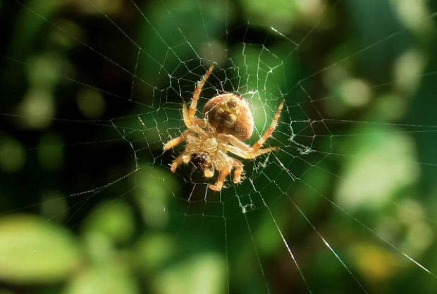 Most Common House Spiders