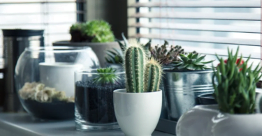 Health Benefits Of Growing Indoor Plants