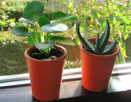 Plants to Grow Indoors