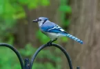 Bluejay Symbolism & Meaning