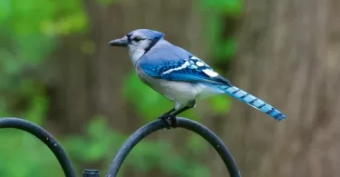 Bluejay Symbolism & Meaning