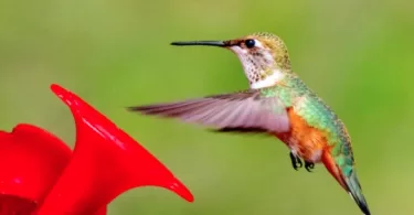 Hummingbird Meanings and Symbolism
