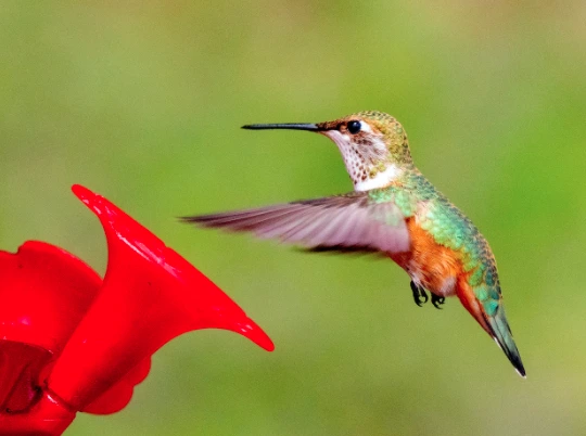 Hummingbird Meanings and Symbolism