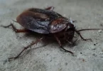 Spiritual Meaning of Cockroaches