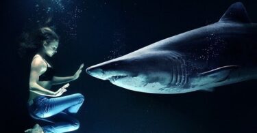 Swimming with Sharks Dream Meanings