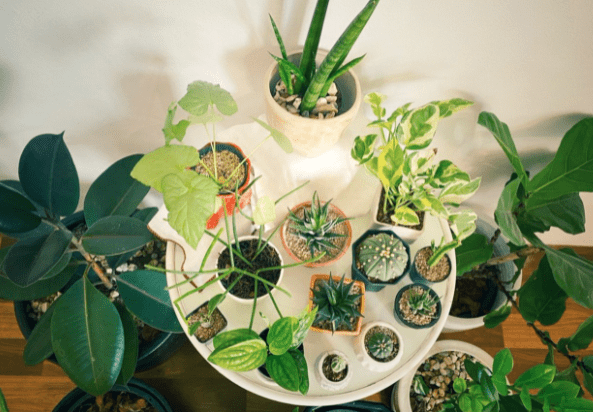 Gorgeous Indoor Plants
