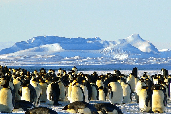 Antarctica Animals | List of Interesting Animals that Live in Antarctica
