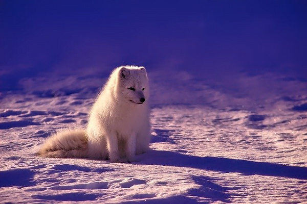 Arctic Animals List