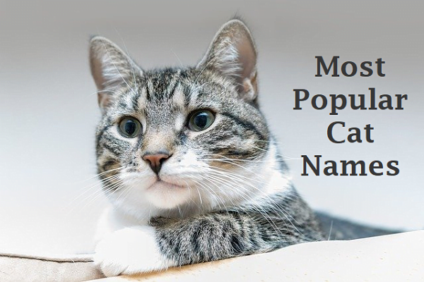 Most Popular Male and Female Cat Names