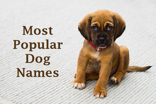 Most Popular Male and Female Dog Names