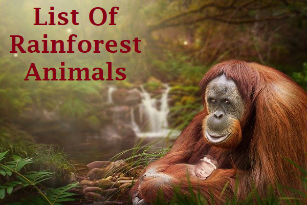 Rainforest Animals List