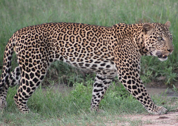 Kenya for safari