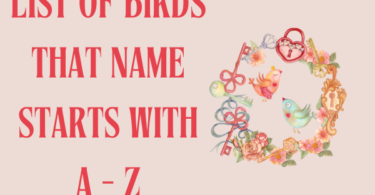 Birds that start with A-Z