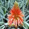Aloe Vera Flower Image