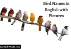 Birds Names In English