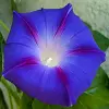 Blue Morning Glory Flower Photo