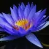 Blue Water Lily Flower Photo