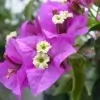 Bougainvillea Flower Photo