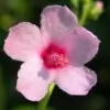 Burr Mallow Flower Picture