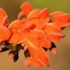 Butea Monosperma Flower photo